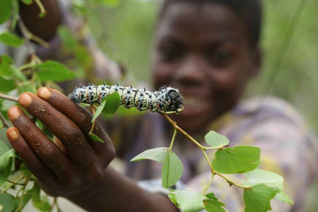 Cận cảnh bắt sâu bướm ở Zimbabwe.